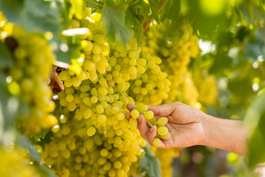 Beste Chardonnay en culinaire combinaties Beste Chardonnay en culinaire combinaties